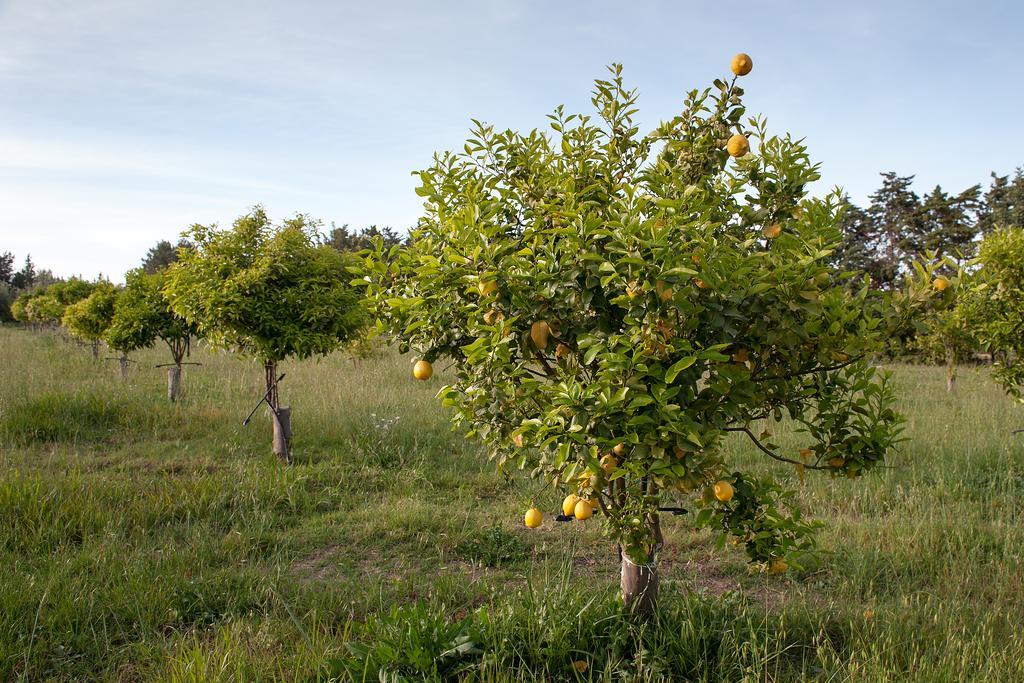 Masseria Della Volpe Casale Modica Esterno foto